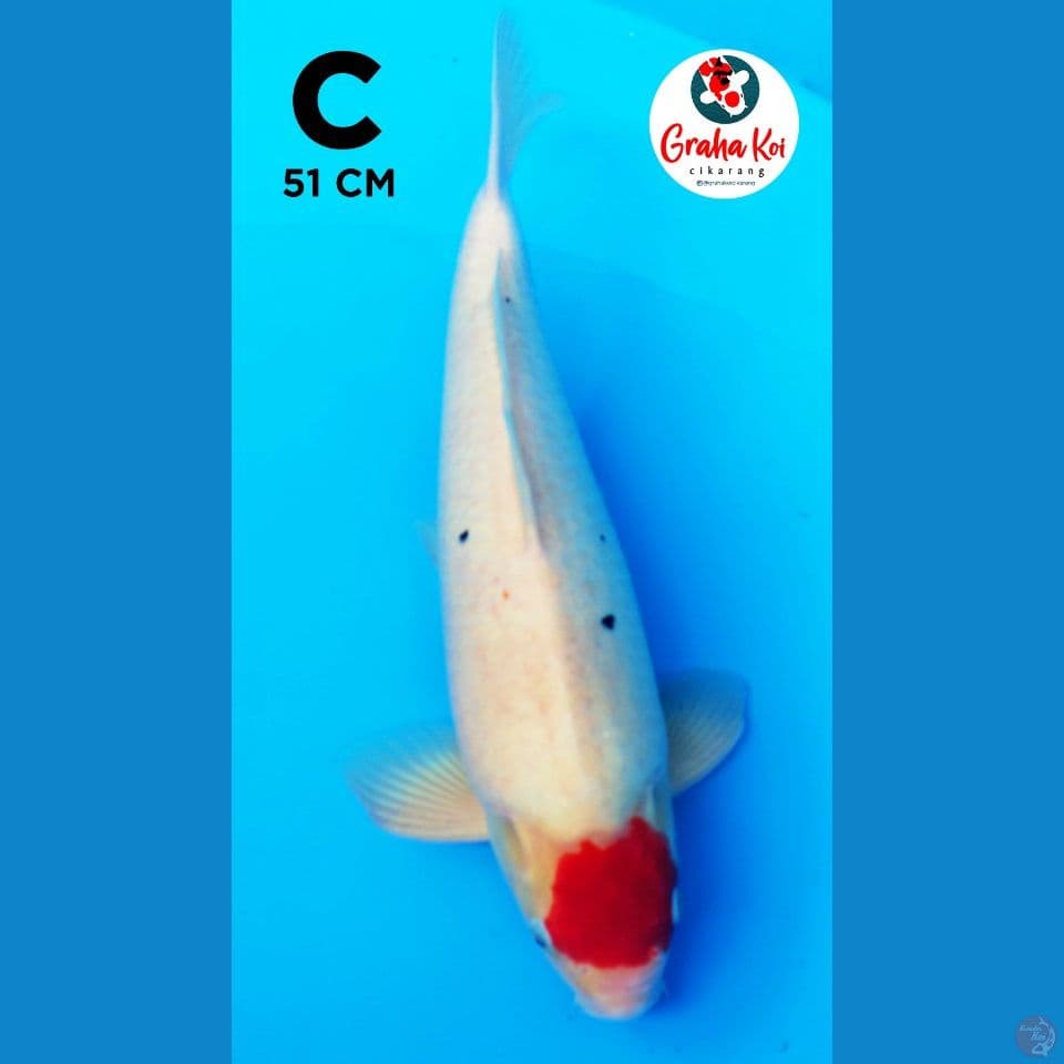 Jumbo Tanco Sanke Tategoi 52cm
