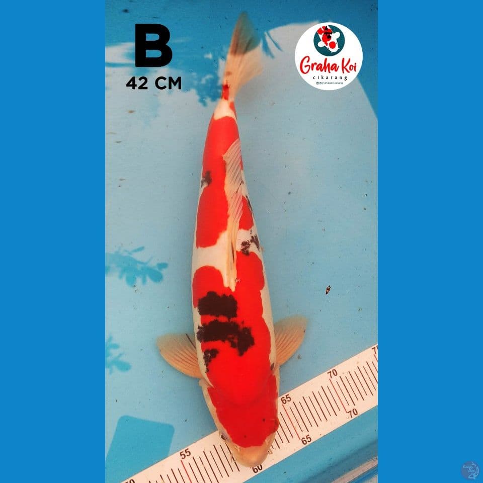 Sanke Doitsu Bulky 42cm