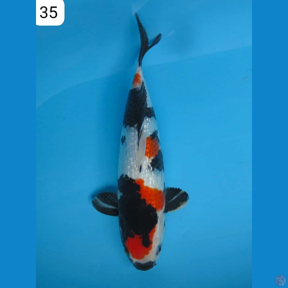 35cm Showa Ginrin