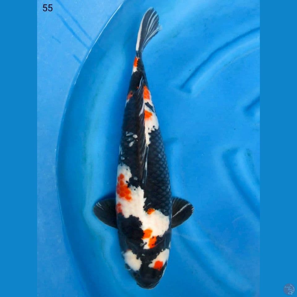 59cm Jumbo Showa Momotaro