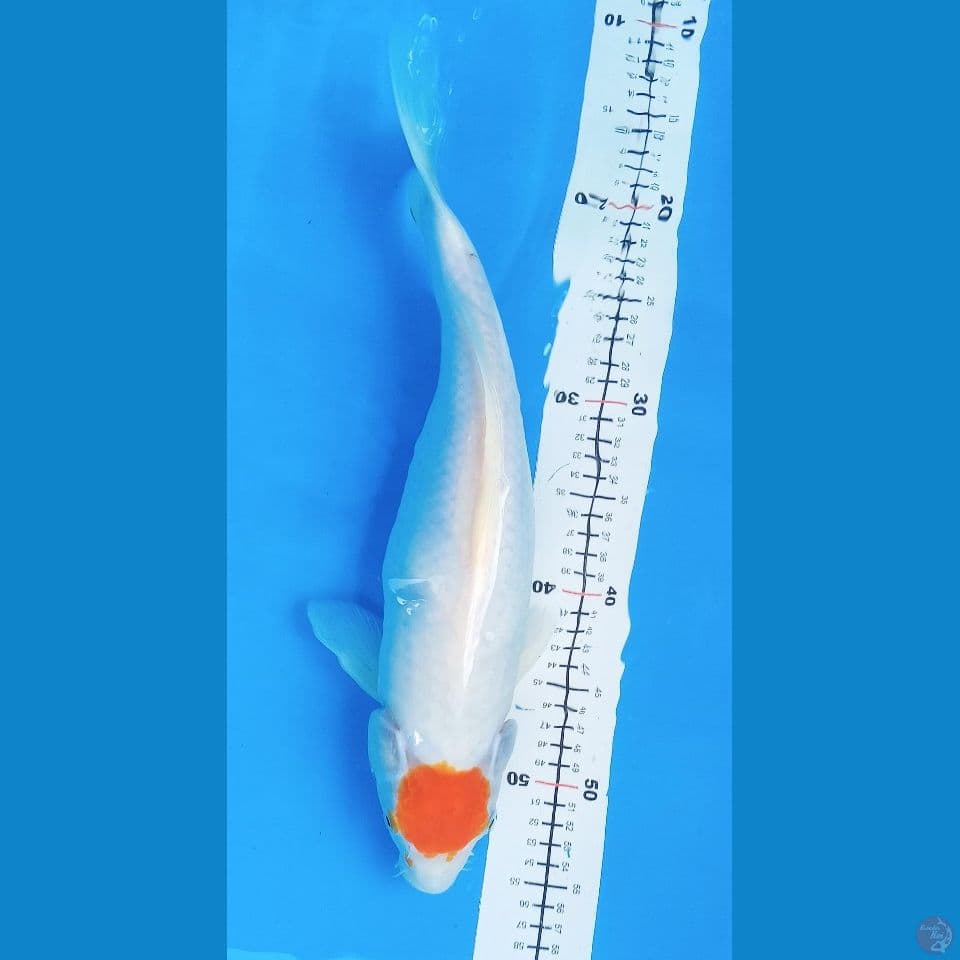 tancho kohaku