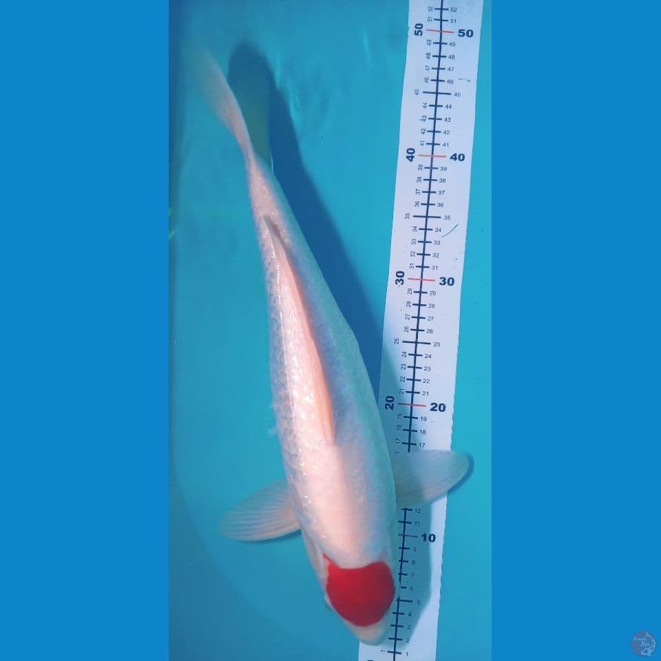 Tancho kohaku ginrin