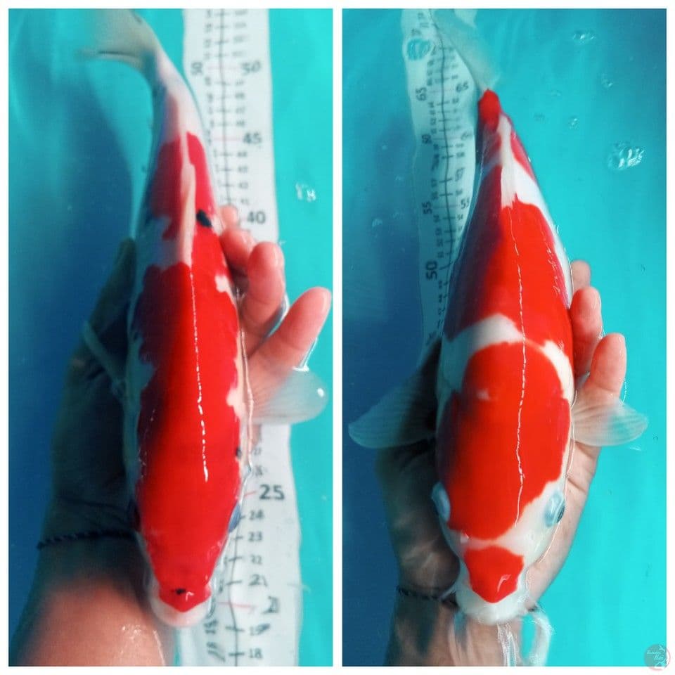 paket 2 ekor sanke dan kohaku Doitsu