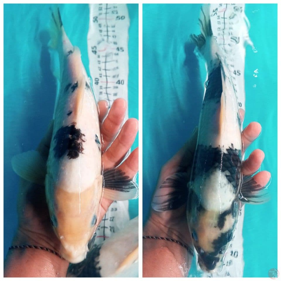 paket 2 ekor Beko dan Shiro