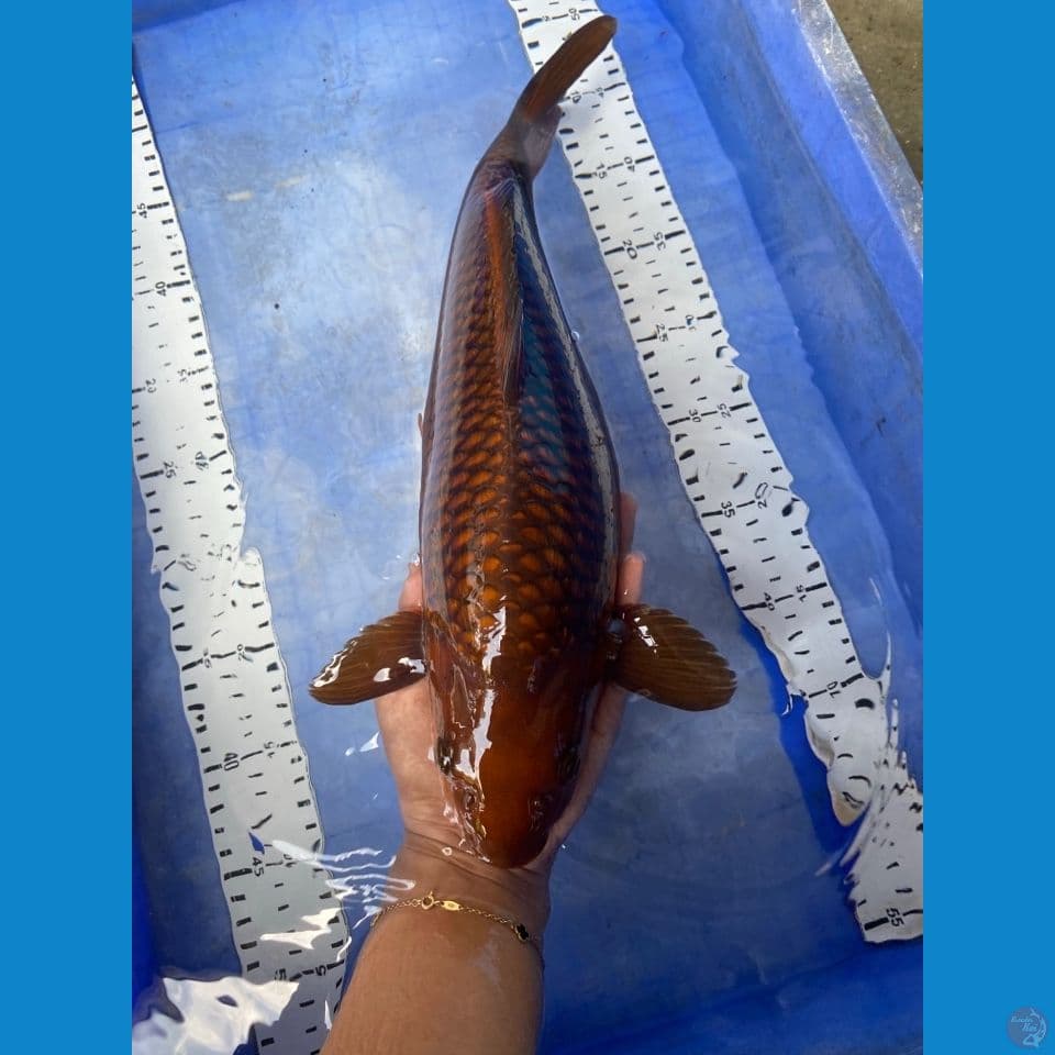 chagoi punuk 40 cm