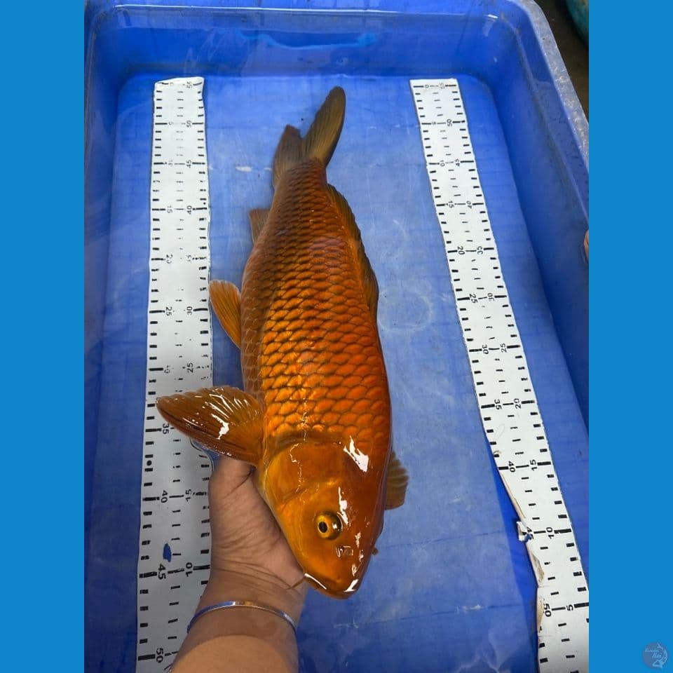 jantan chagoi punuk 44 cm