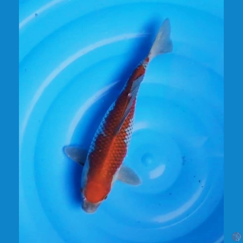 OCHIBA 32CM