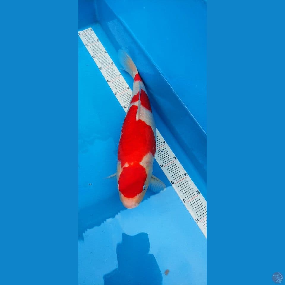 Kohaku Strong 47cm