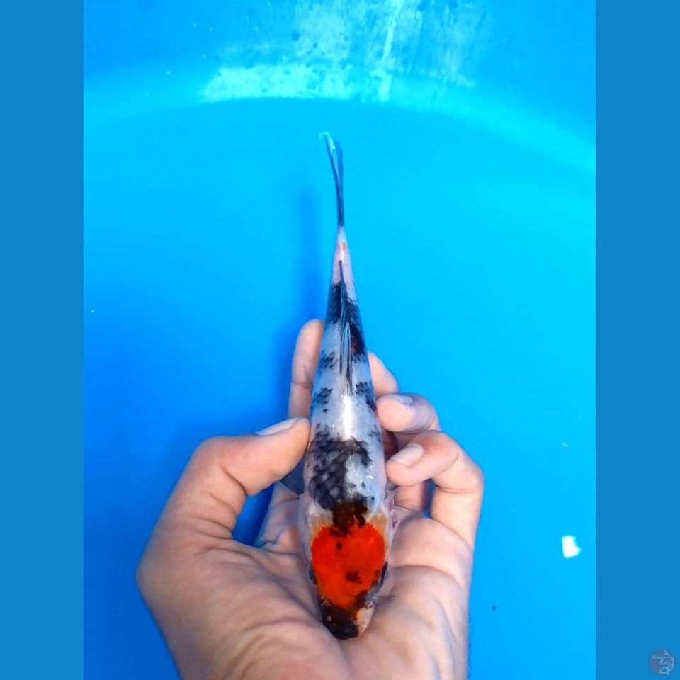 tancho showa 18cm
