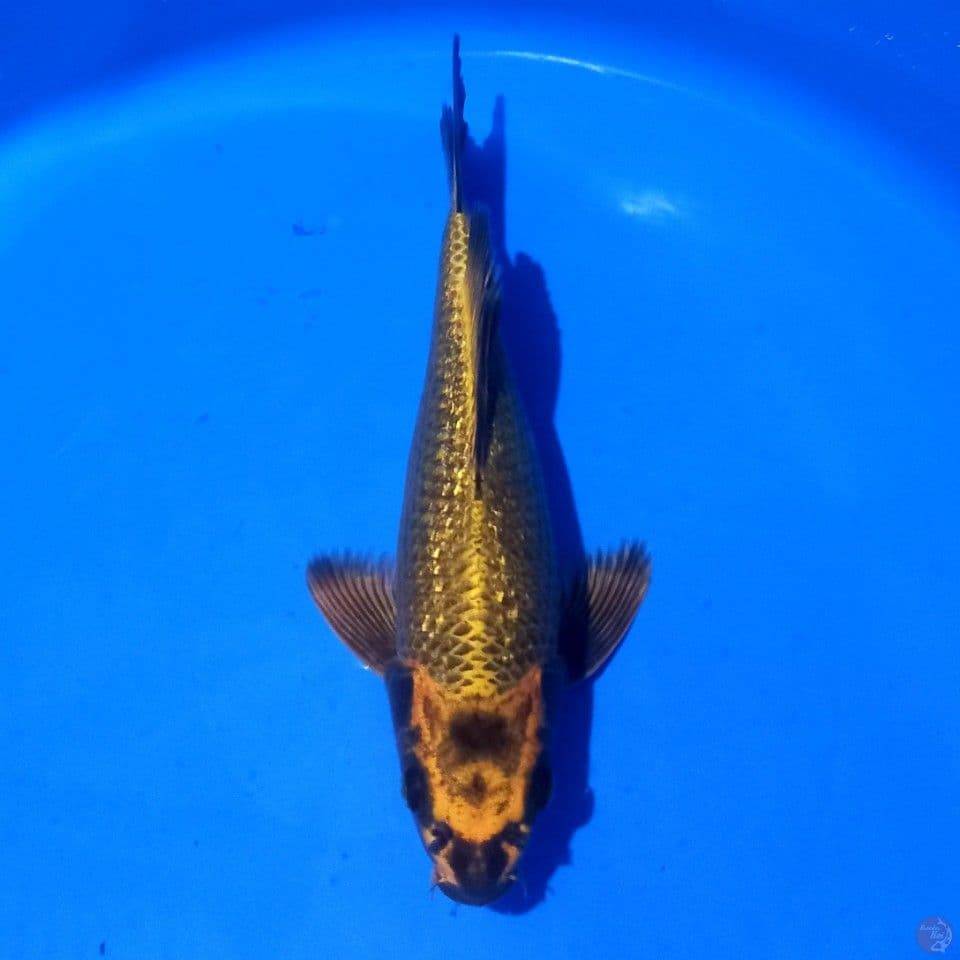 KUMPAI GOLD MUKASHI GINRIN 27CM MALE