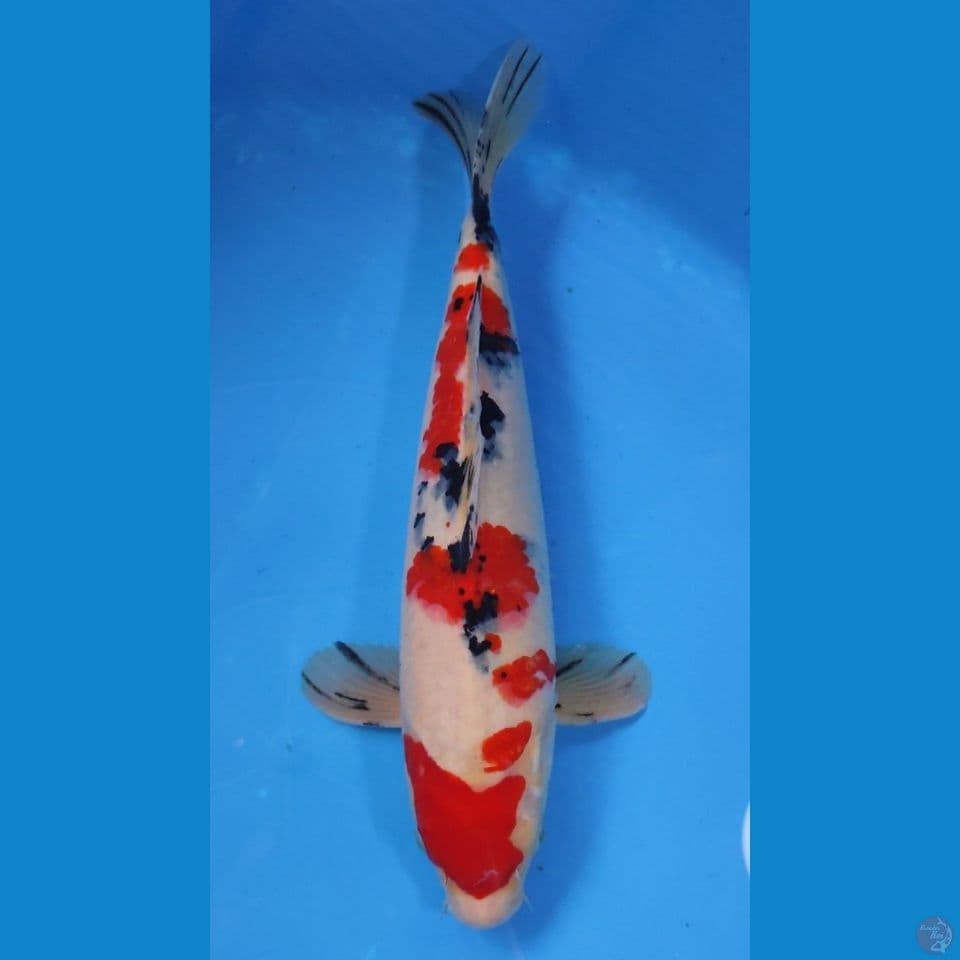 SANKE BAHAN 32cm - MALE
