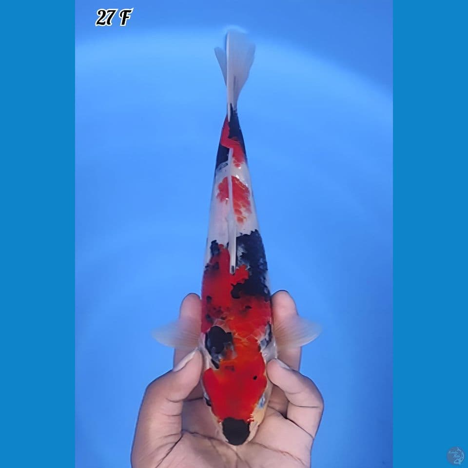 Showa Original 27cm Betina