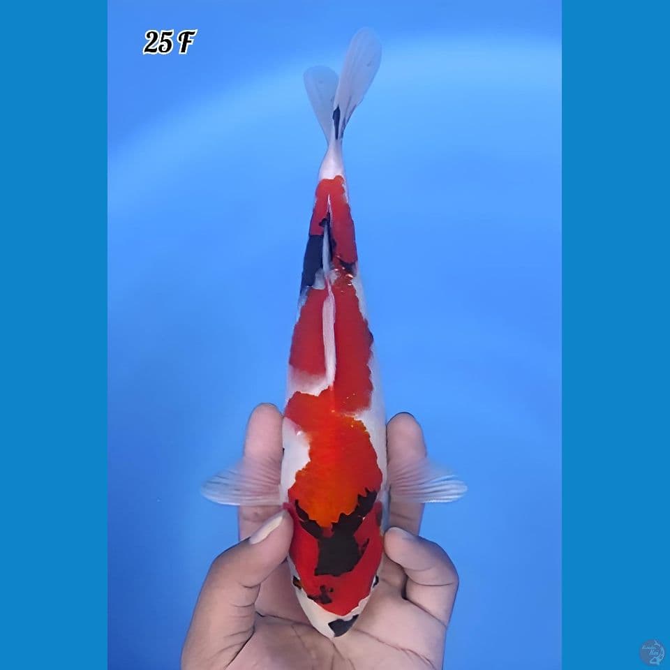 Showa Inazuma Original 25cm Betina