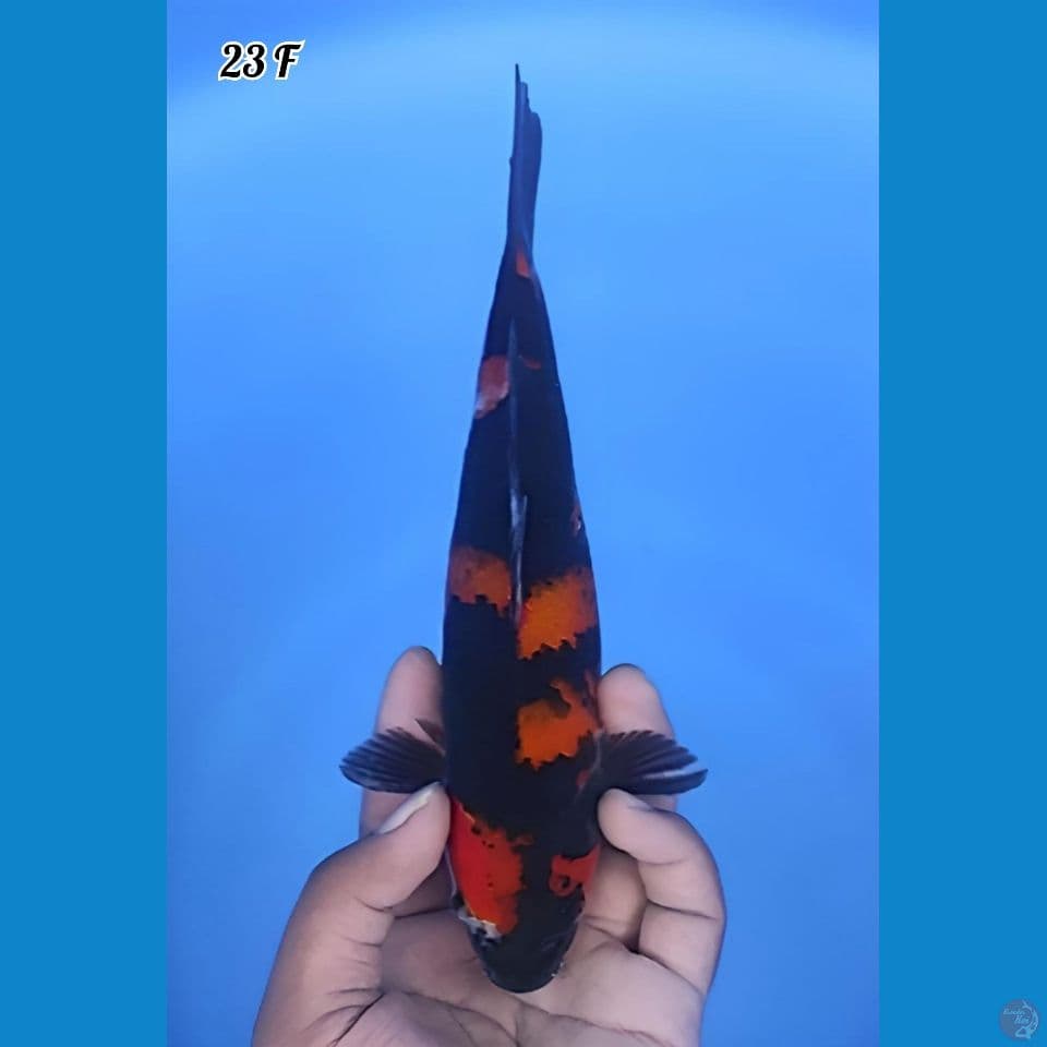 Hi Showa Original Hitam Pekat 23cm Betina