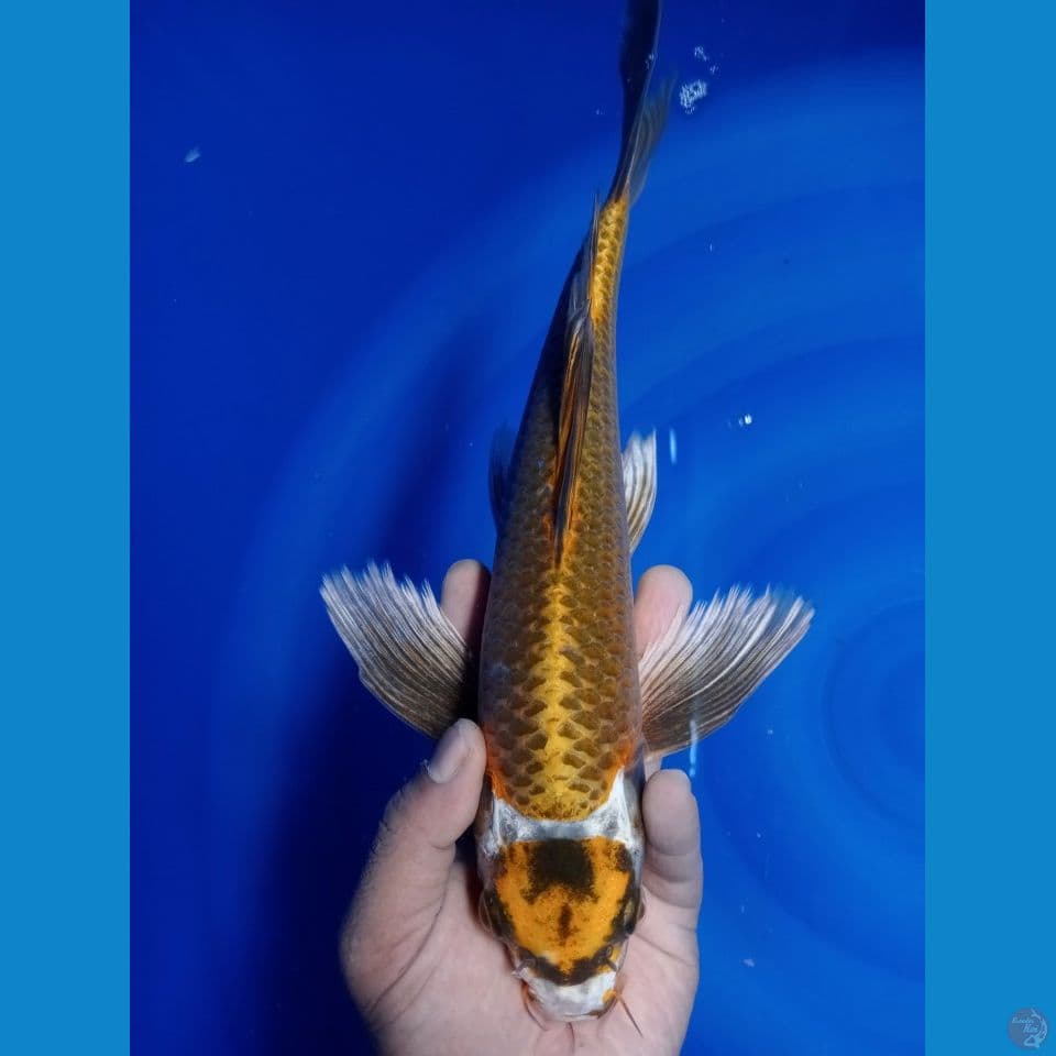 KUMPAY GOLD 33