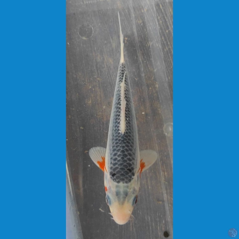 Asagi 15cm