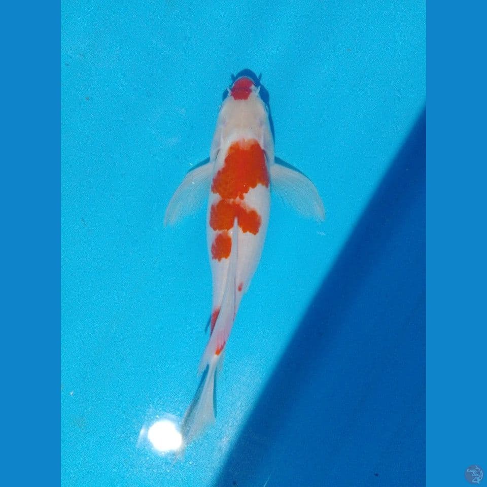 koahaku selayer 30 cm