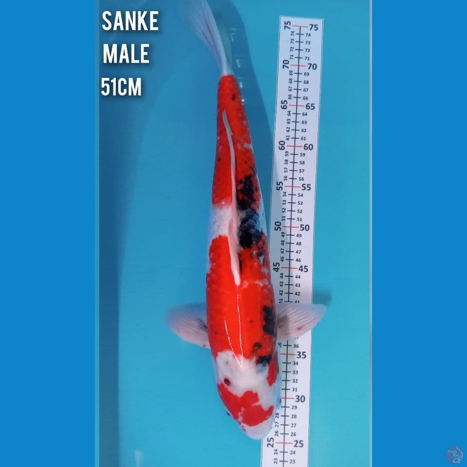 sanke