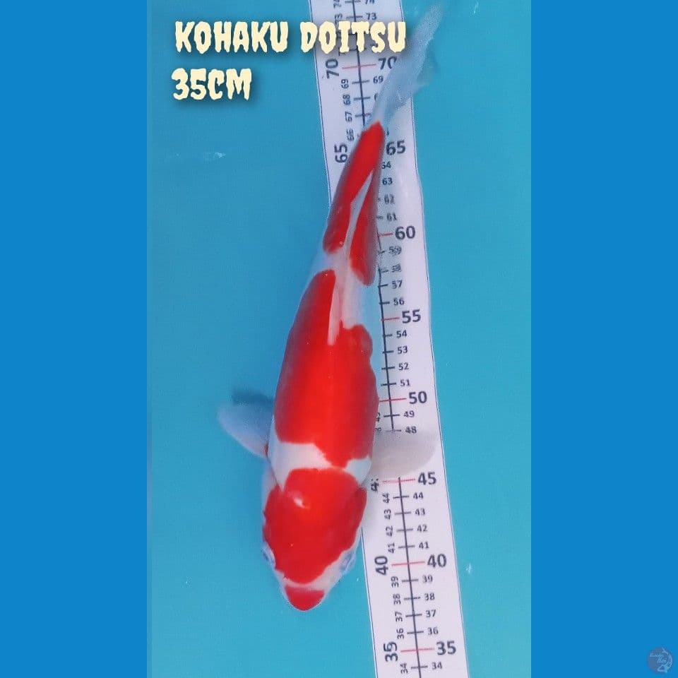 kohaku Doitsu