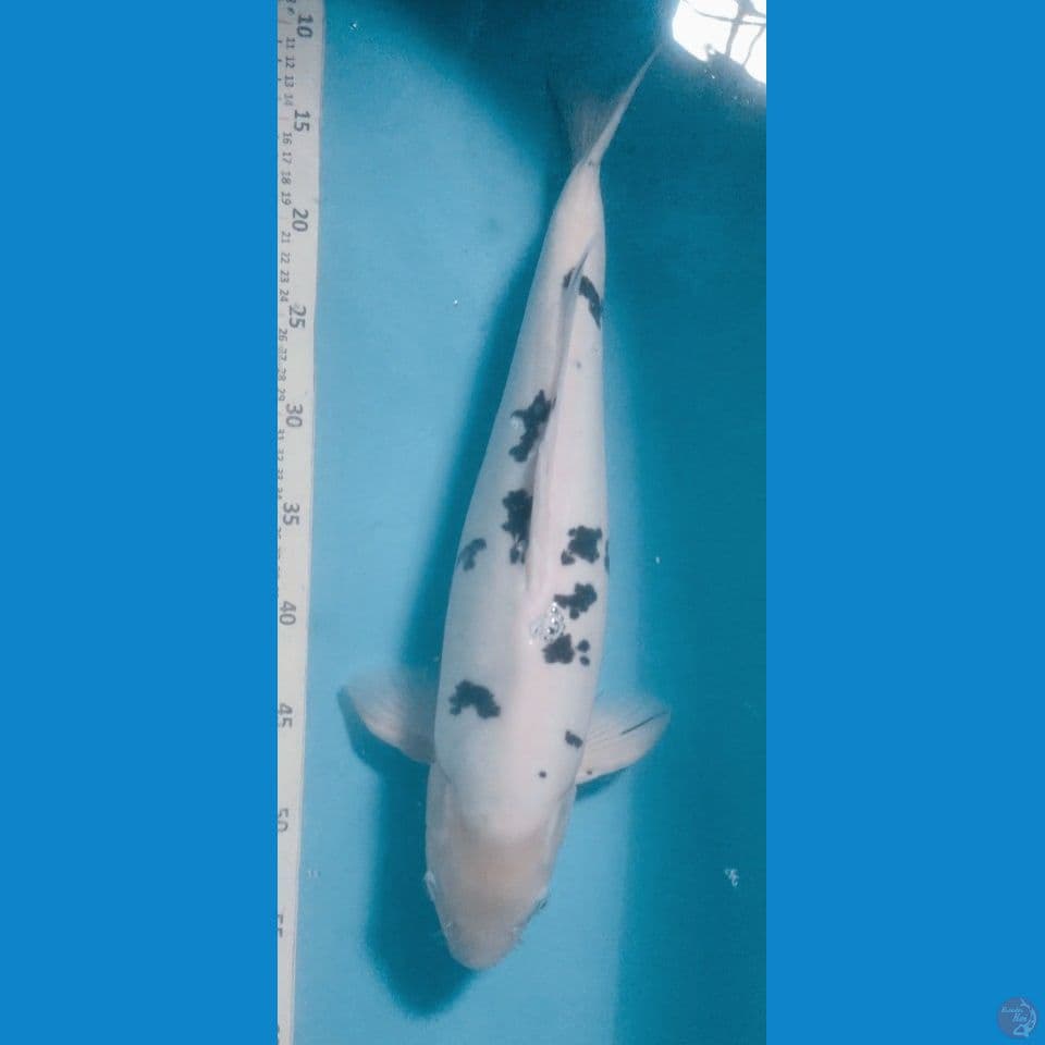 Bekko 48cm male