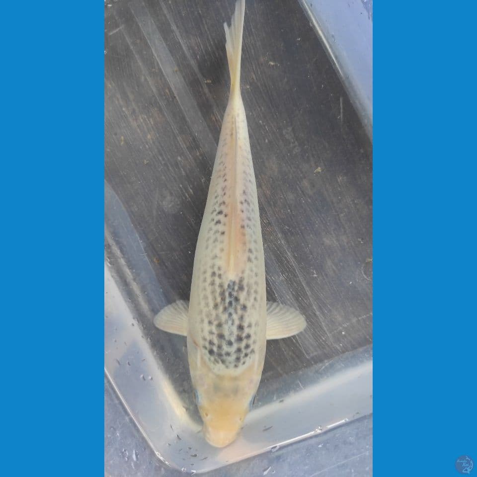 Asagi 25cm