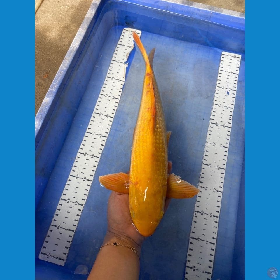 v3 karashi 41 cm jantan