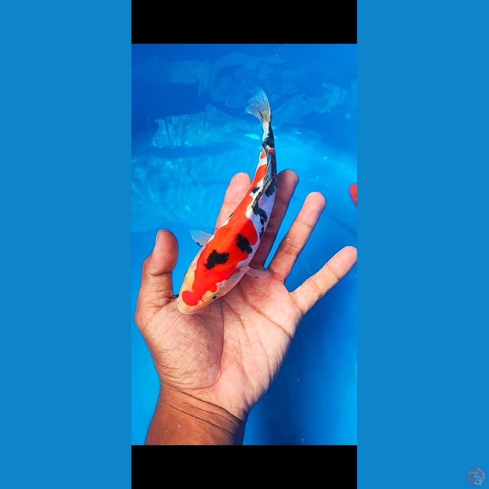 sanke doitsu murni 22 cm