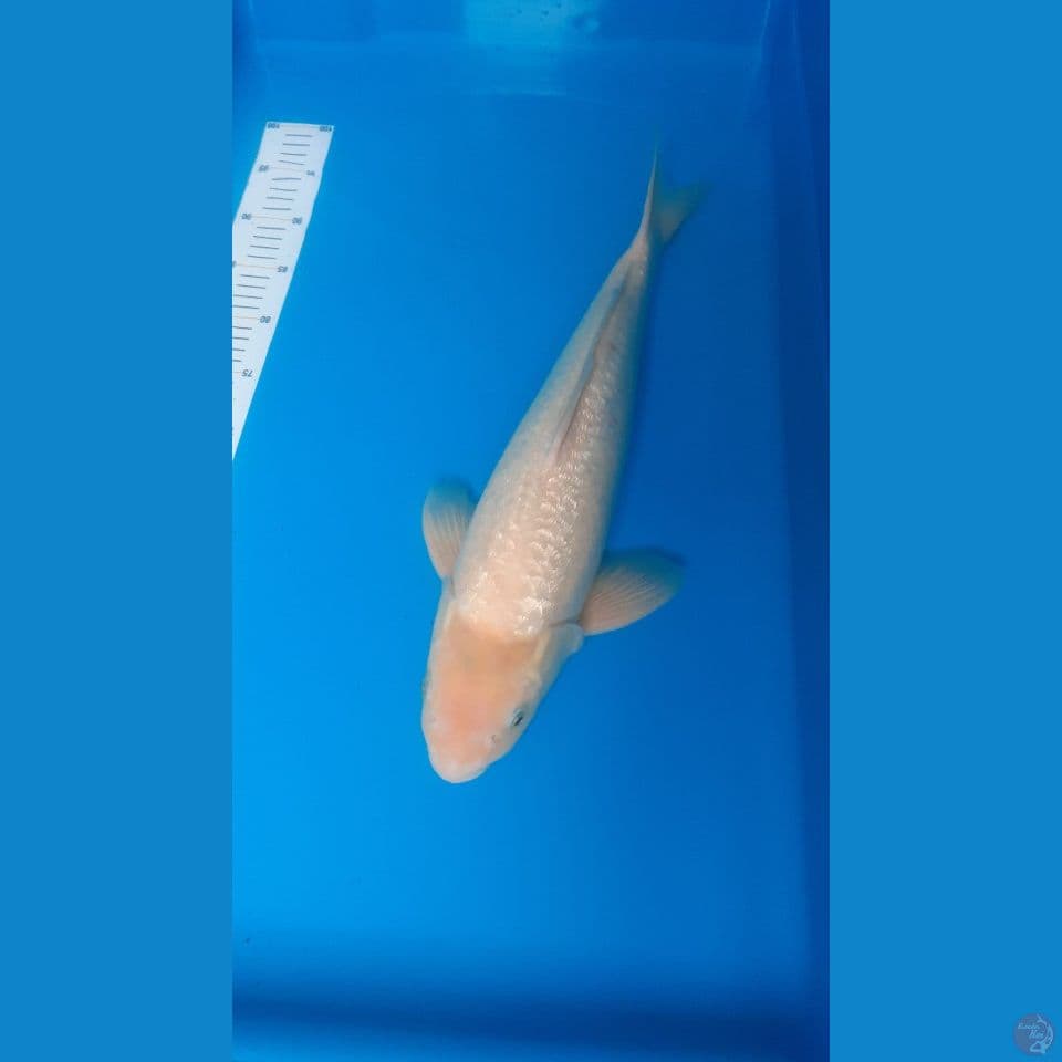 siromuji gindrin 50cm Male