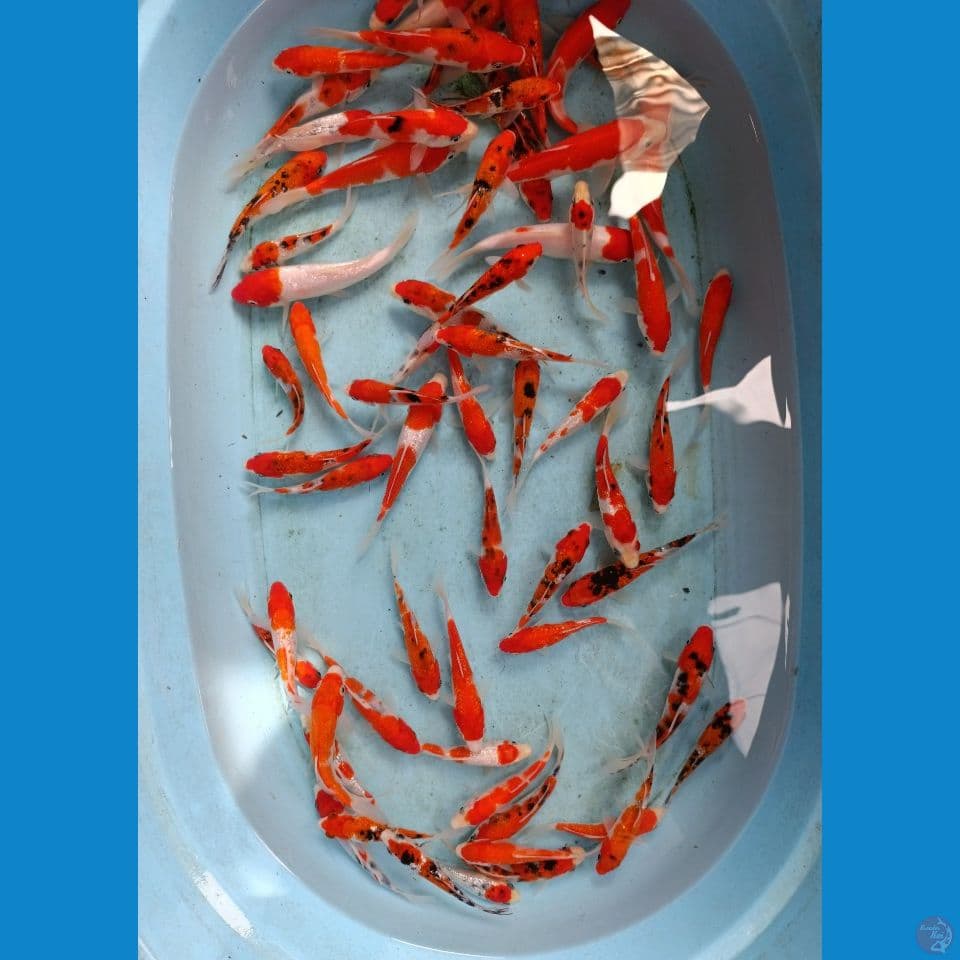 paket 60ekor