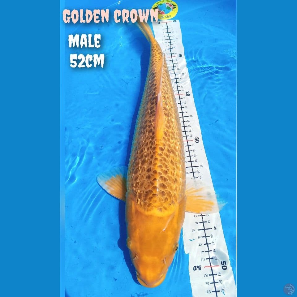 Golden Crown