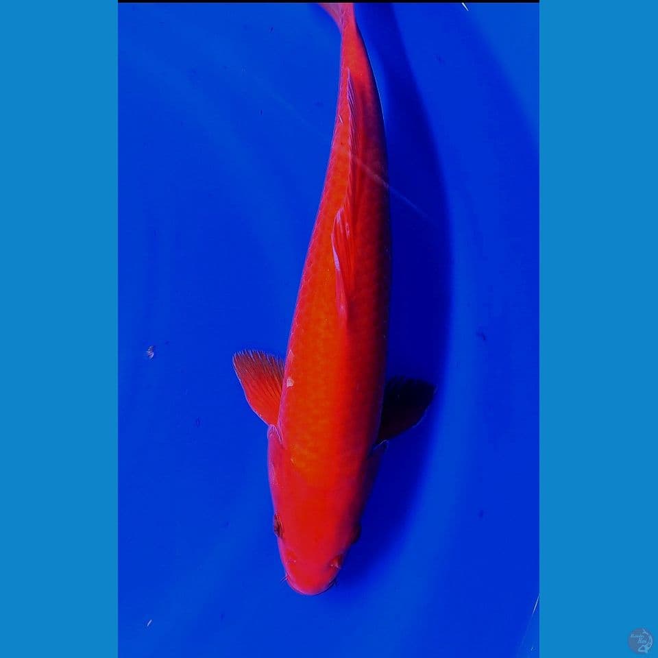 35cm strong benigoi tembus male