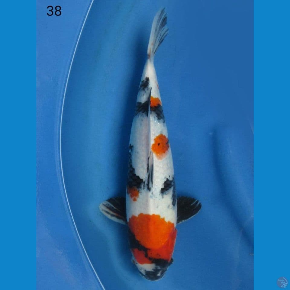 38cm - Showa