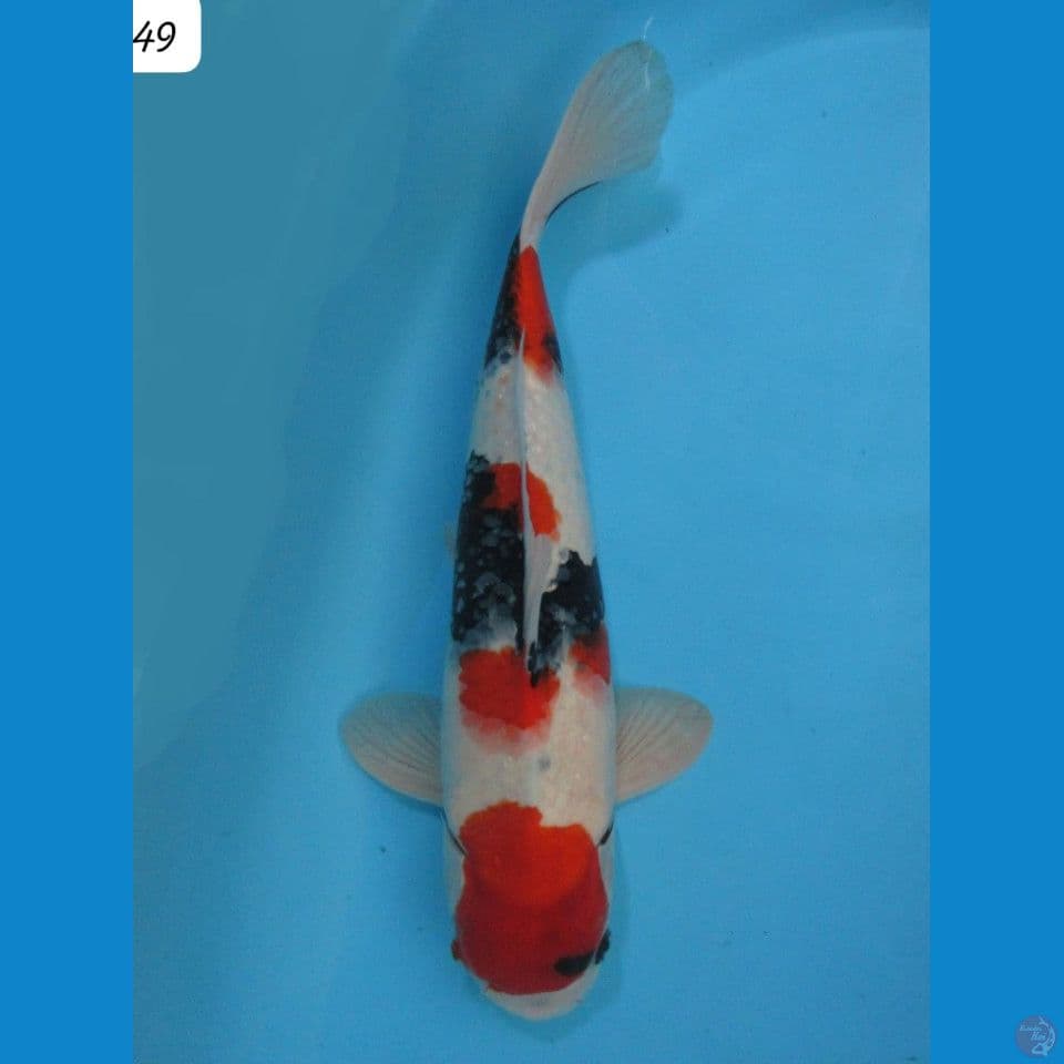 49cm - Showa
