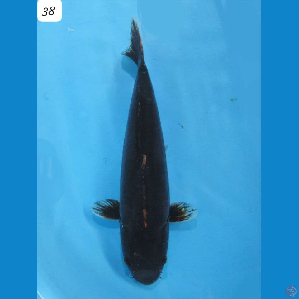 38cm - kumonryu