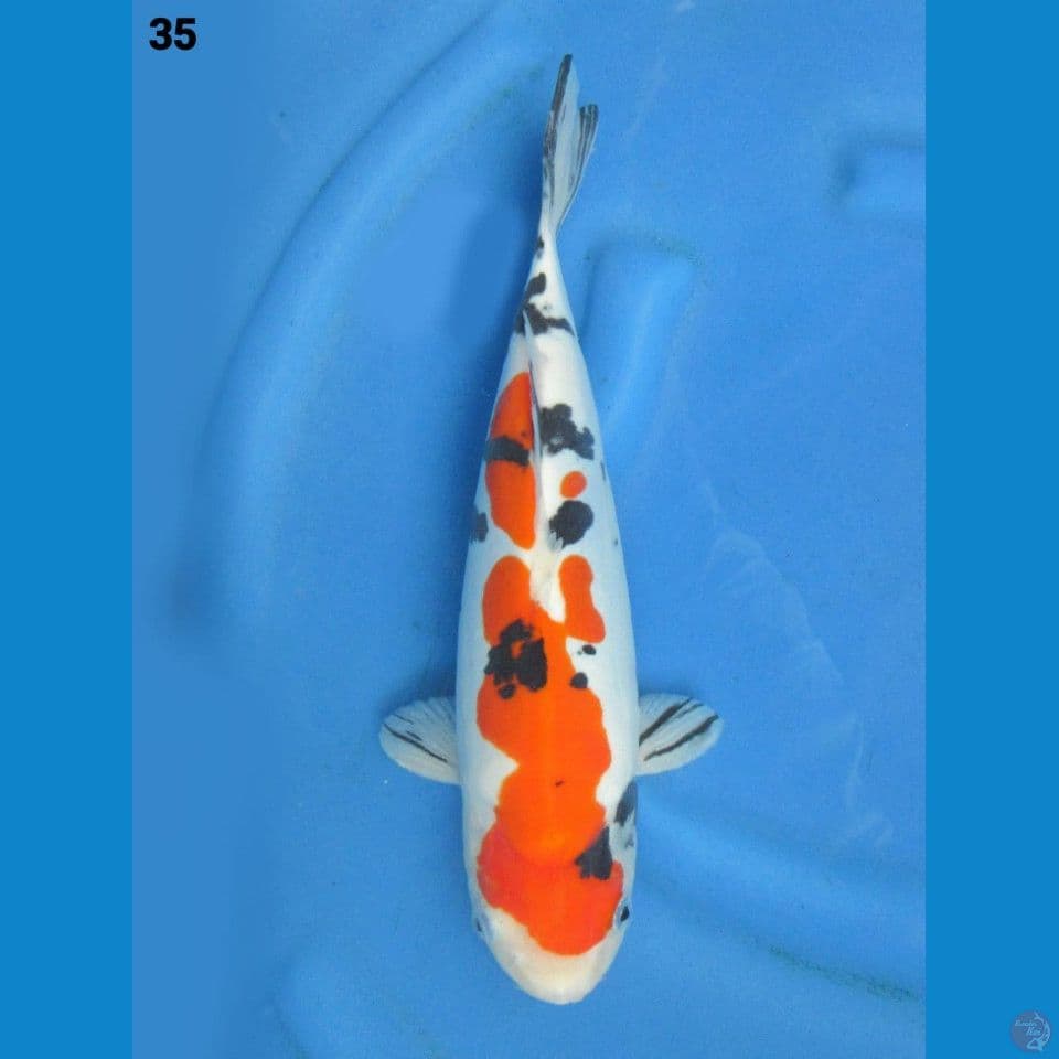 35cm - Sanke Doitsu