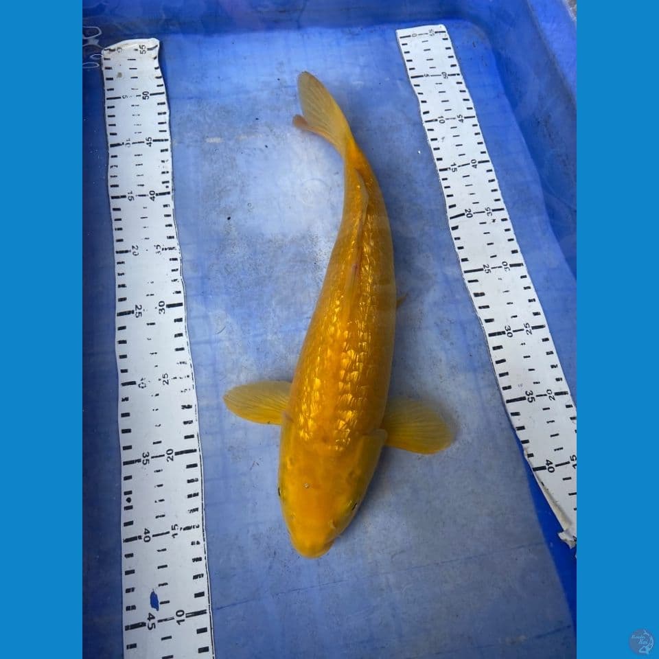 37 karashi ginrin lemon