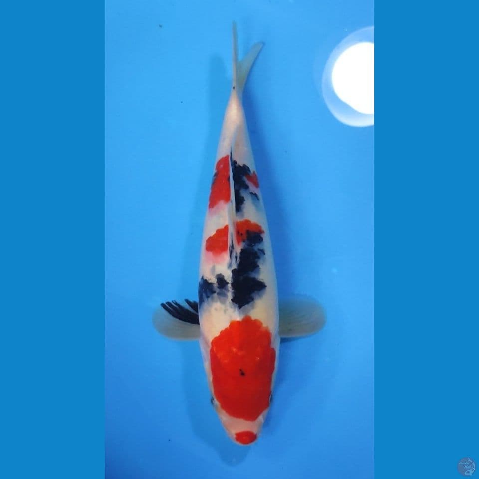 SANKE KUCIBENI HQ 27CM - MALE