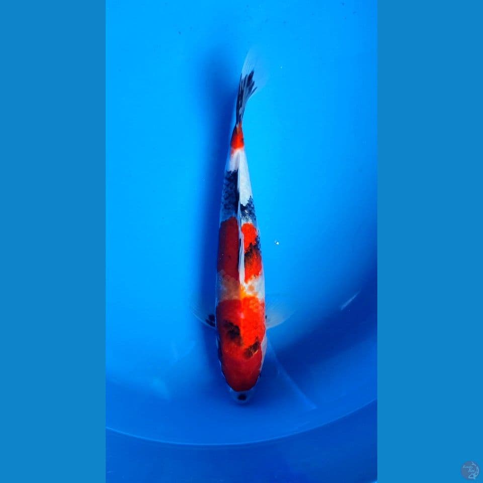 SHOWA SHANSOKU 38CM MALE