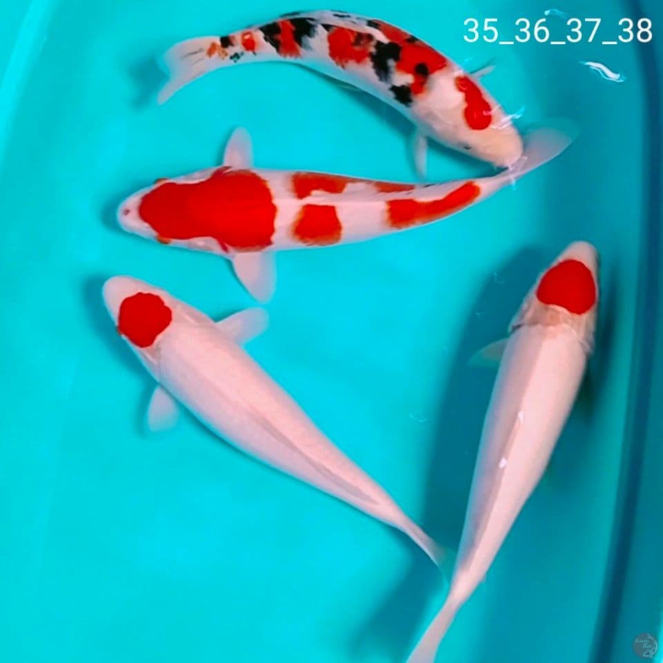 ciamik 35_36_37_38cm