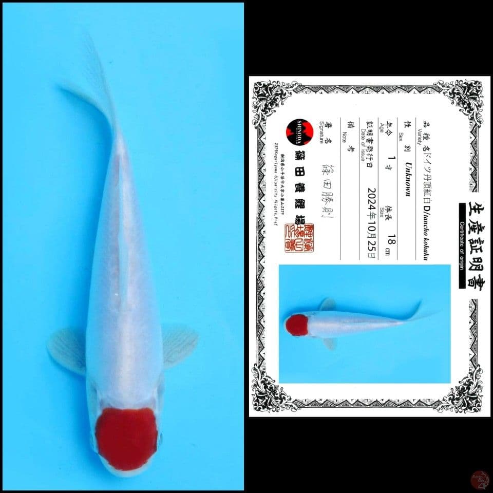 18cm - Tancho Doitsu Import
