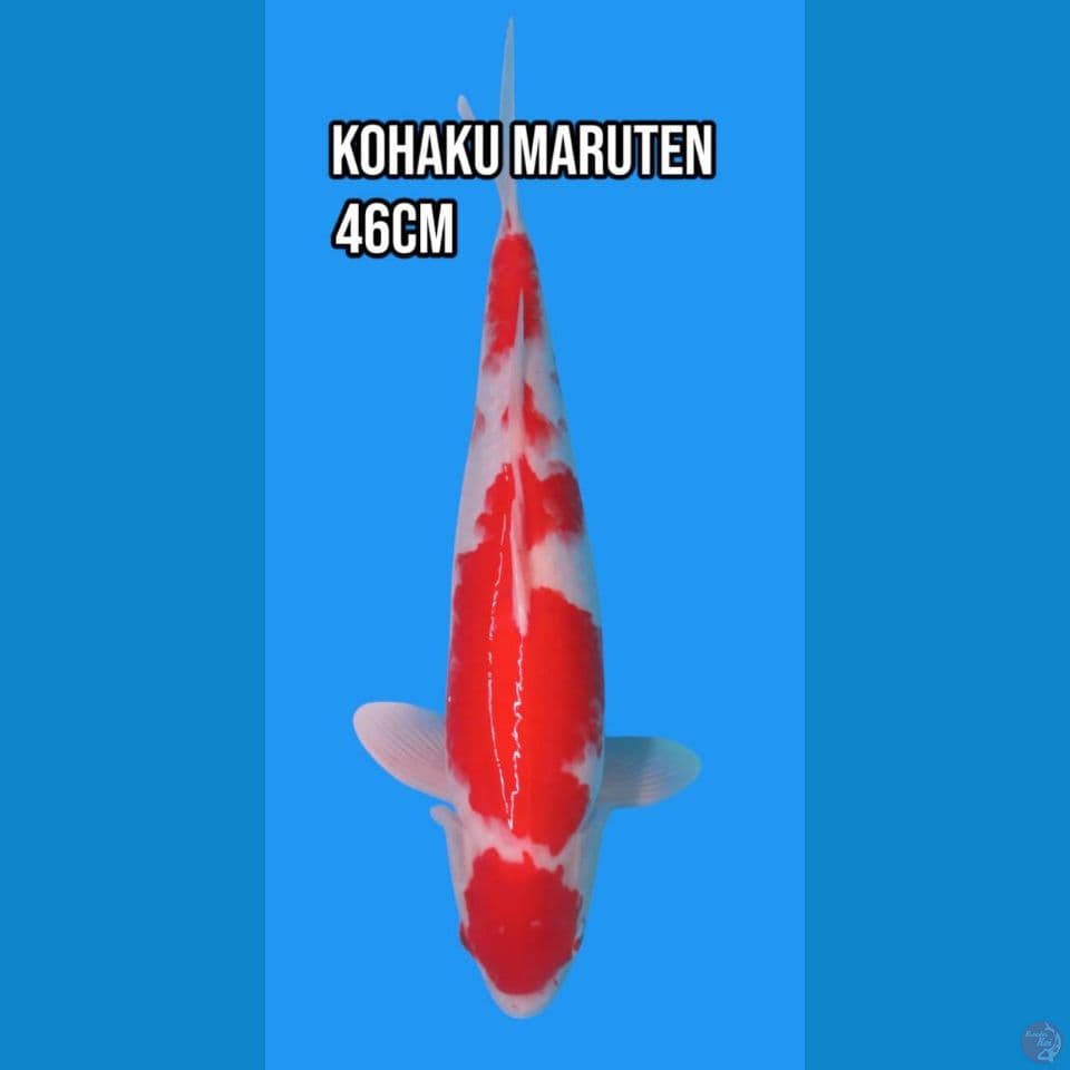 Kohaku Maruten Merah strong