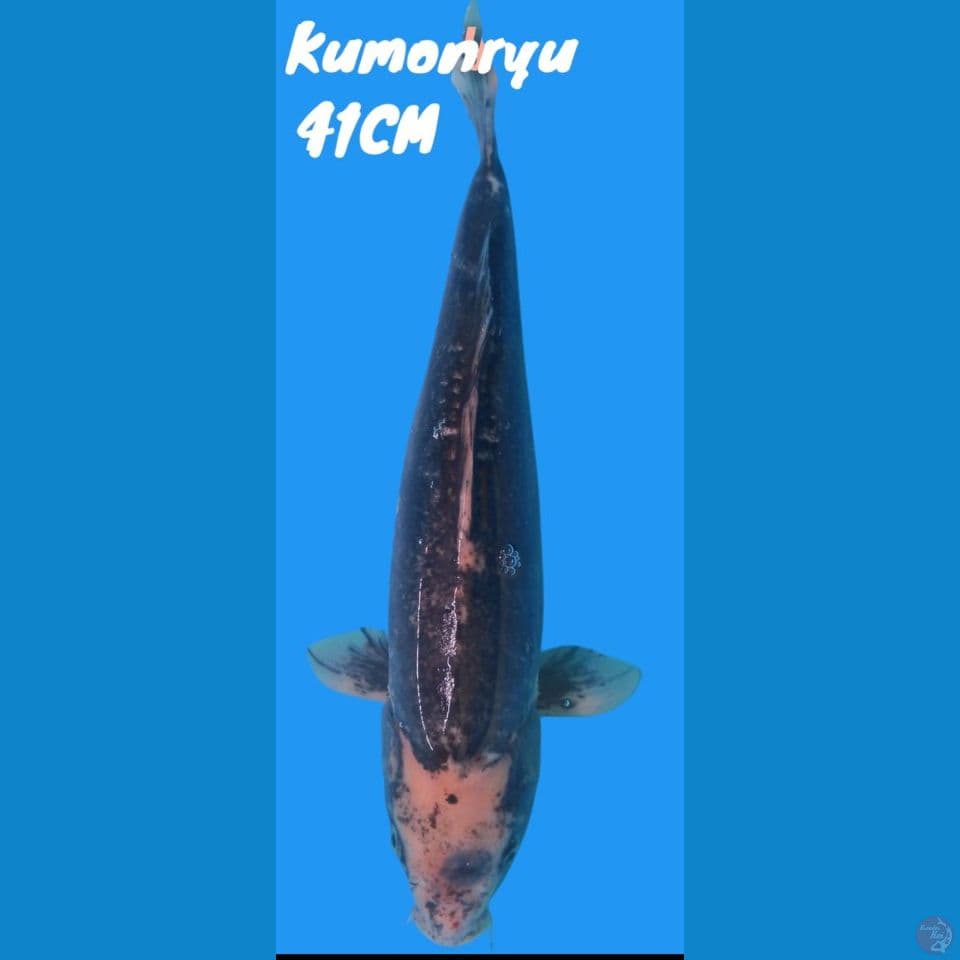 Kumonryu