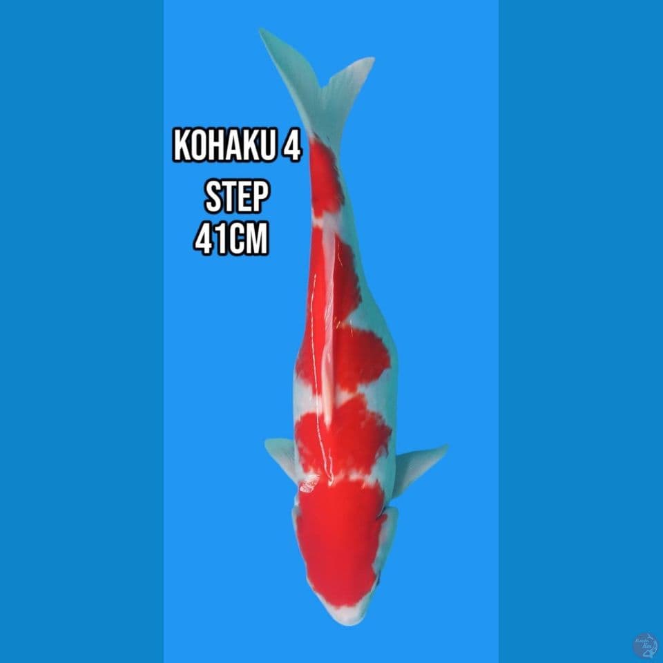 kohaku 4 step