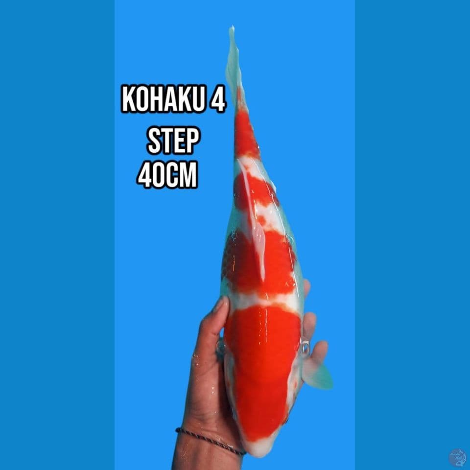 Kohaku 4 step Bulky