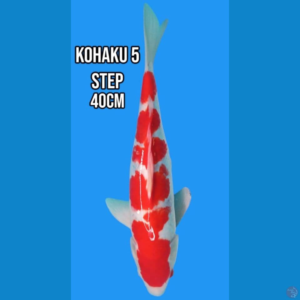 kohaku 5 step
