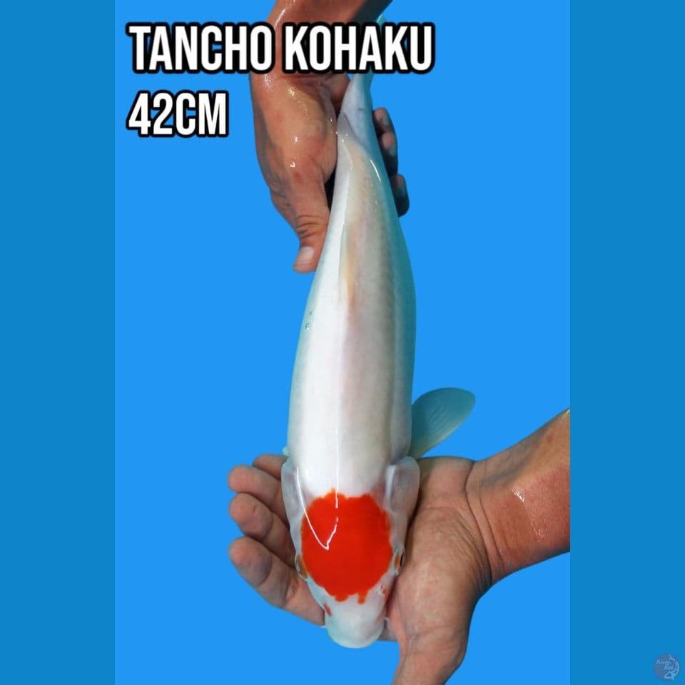 Tancho Kohaku Punuk