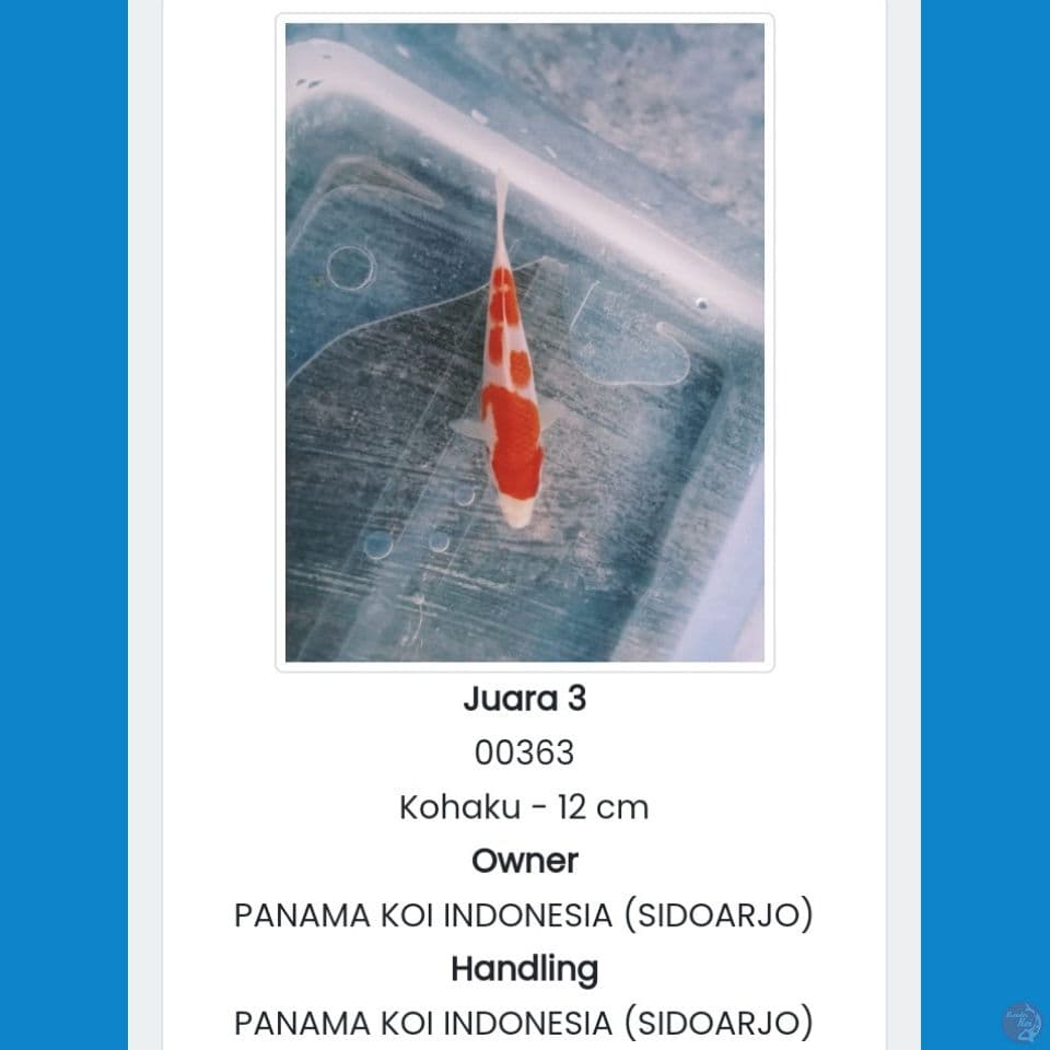 kohaku up to 12cm juara 3 all info solo