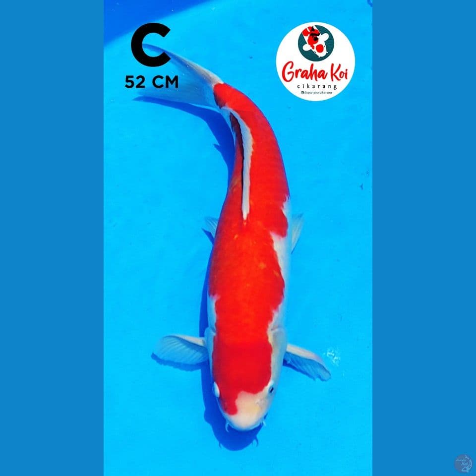 jumbo kohaku 52cm