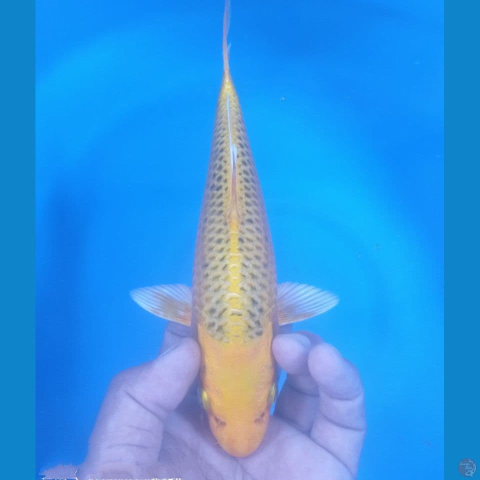 KIN 27CM