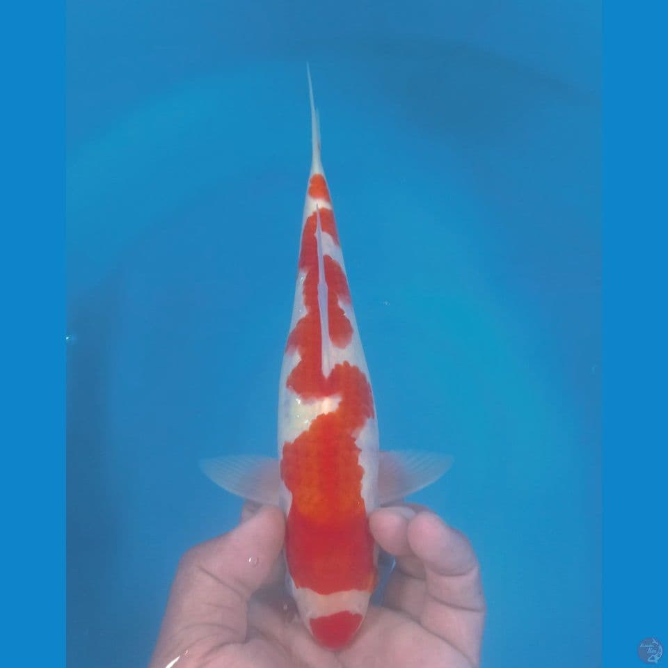 INAZUMA 27CM